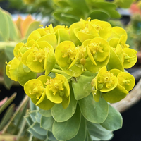 Euphorbia myrsinites